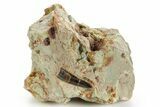 Baby Spinosaurus Tooth In Situ - Dekkar Formation, Morocco #375613-1